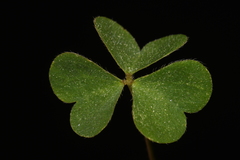Oxalis colorea