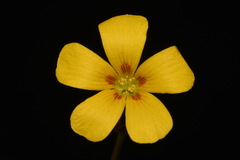 Oxalis colorea