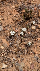 Calycadenia villosa