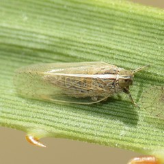 Oecleus nolinus