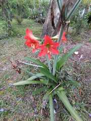 Hippeastrum striatum