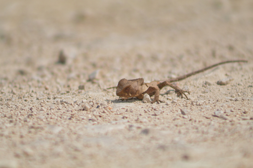 Hernandez’s Helmeted Basilisk, Corytophanes hernandesii
