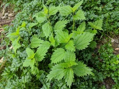 Urtica dioica dioica