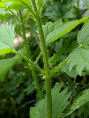 Urtica dioica dioica