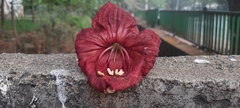 Kigelia africana