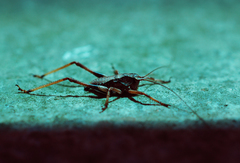 Paratlanticus ussuriensis