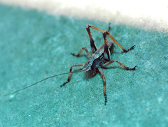 Paratlanticus ussuriensis