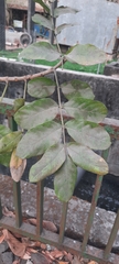Kigelia africana