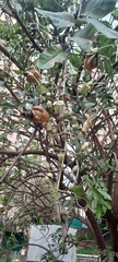Kigelia africana