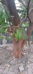 Kigelia africana