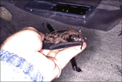 Falsistrellus tasmaniensis