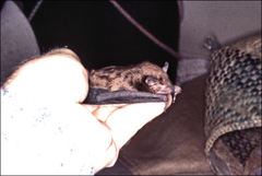 Falsistrellus tasmaniensis