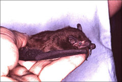 Falsistrellus tasmaniensis