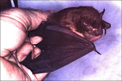 Falsistrellus tasmaniensis