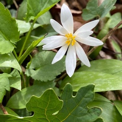 Sanguinaria
