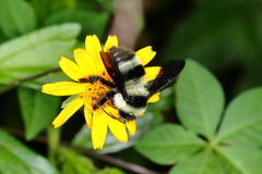 Bombus brasiliensis