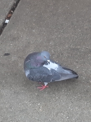 Columba livia