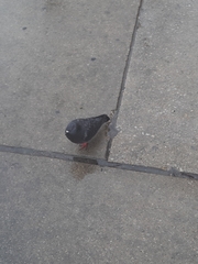 Columba livia