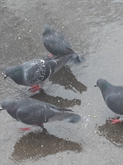 Columba livia