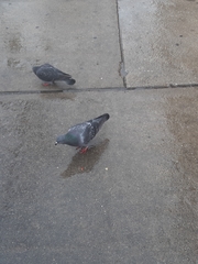 Columba livia
