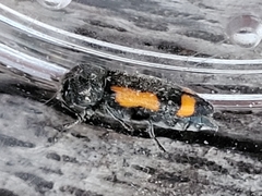 Ptosima laeta