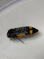 Ptosima laeta
