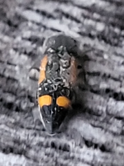 Ptosima laeta