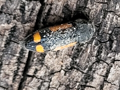 Ptosima laeta