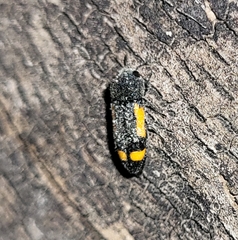 Ptosima laeta