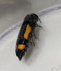 Ptosima laeta