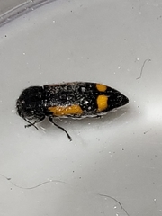 Ptosima laeta
