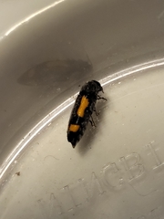 Ptosima laeta