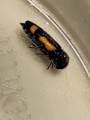 Ptosima laeta