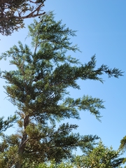 Cupressus sargentii
