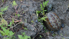 Mauremys reevesii