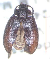 Anaedus