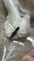 Gerris gracilicornis