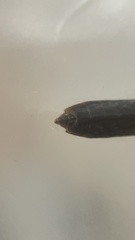 Gerris gracilicornis