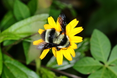 Bombus brasiliensis