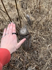 Castorimorpha