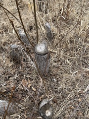 Castorimorpha