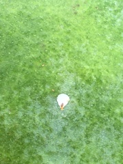 Pseudaulacaspis eugeniae