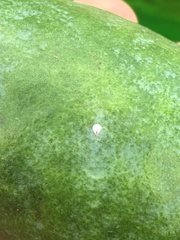 Pseudaulacaspis eugeniae