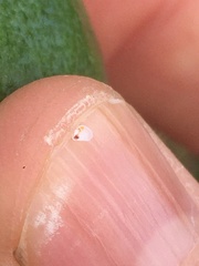 Pseudaulacaspis eugeniae