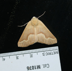 Sabulodes spoliata