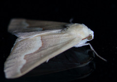 Sabulodes spoliata