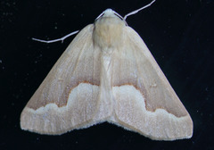 Sabulodes spoliata