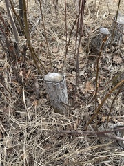 Castorimorpha