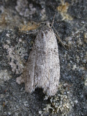 Semioscopis inornata