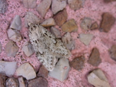 Semioscopis megamicrella